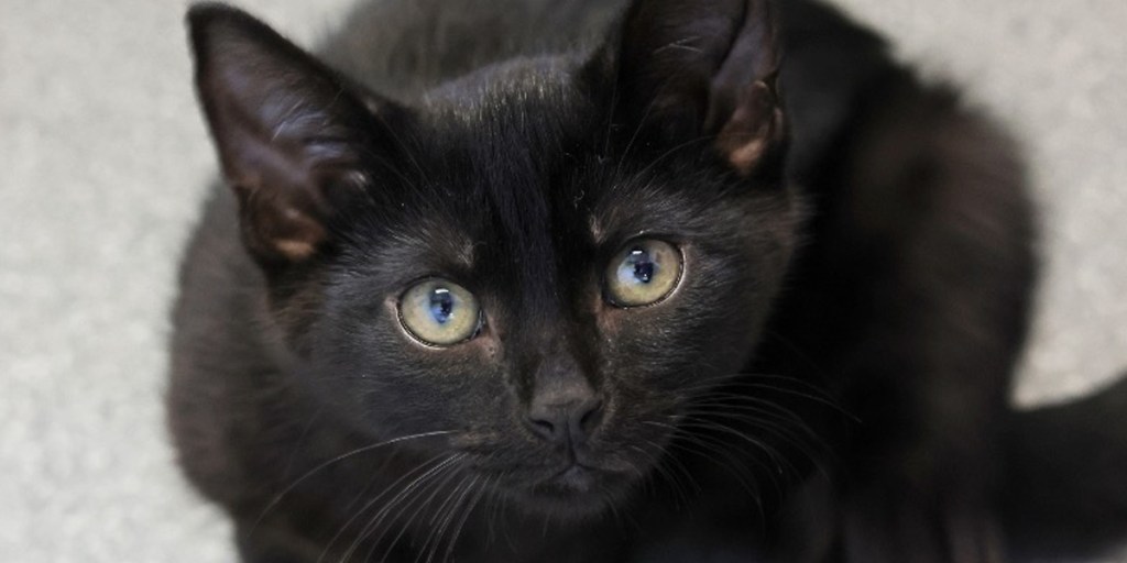 Raya (Adopted)